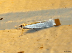 Crambus girardellus