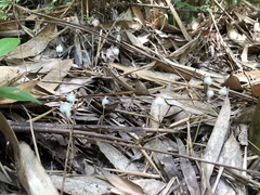 Burmannia nepalensis