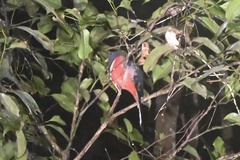Trogon collaris