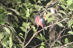 Trogon collaris