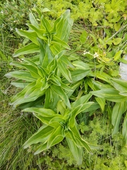 Gentiana cruciata cruciata