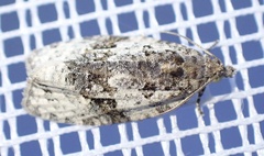 Apotomis lineana