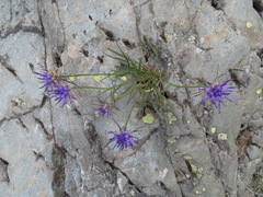 Phyteuma scheuchzeri