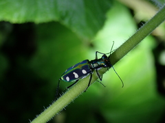 Cosmodela batesi
