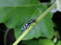 Cosmodela batesi