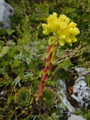 Sempervivum heuffelii