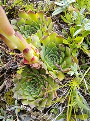 Sempervivum heuffelii