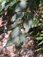 Diospyros japonica