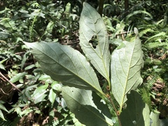 Diospyros japonica