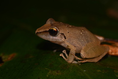 Pristimantis reichlei