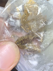 Pristimantis reichlei