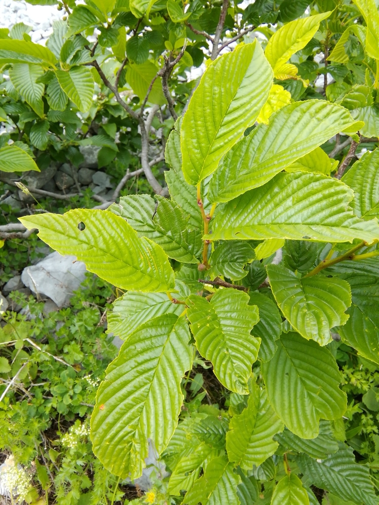 Rhamnus fallax