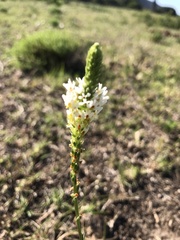 Hebenstretia integrifolia