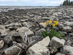 Packera paupercula paupercula