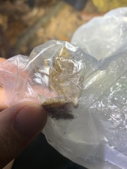 Pristimantis reichlei