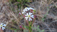 Zaluzianskya maritima