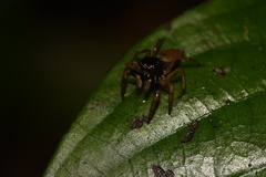 Kalcerrytus
