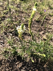 Hebenstretia integrifolia