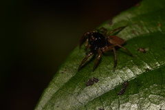 Kalcerrytus