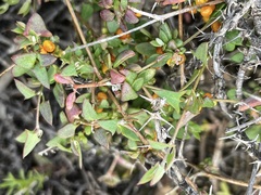 Chenopodium nutans nutans