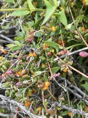 Chenopodium nutans nutans
