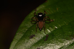Kalcerrytus
