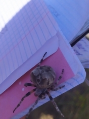 Araneus grossus