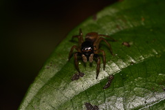 Kalcerrytus