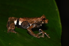 Dendropsophus kamagarini