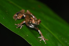 Dendropsophus kamagarini