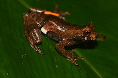Dendropsophus kamagarini