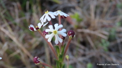 Zaluzianskya maritima