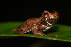 Dendropsophus kamagarini