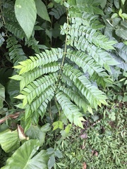 Archidendron clypearia