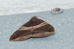 Bastilla fulvotaenia