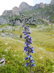 Delphinium fissum