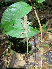 Anolis fuscoauratus