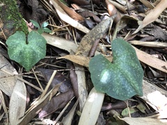 Nervilia taiwaniana