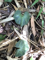 Nervilia taiwaniana