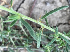 Sclerolaena muricata