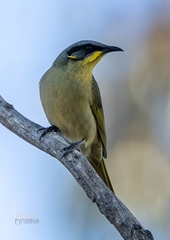 Lichenostomus cratitius