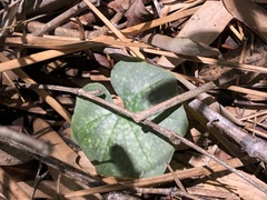 Nervilia taiwaniana