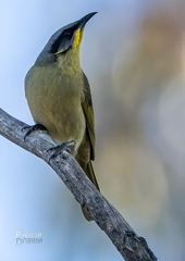 Lichenostomus cratitius