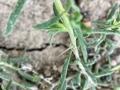 Sclerolaena muricata