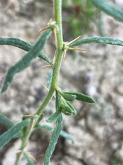 Sclerolaena muricata