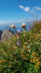 Antennaria carpatica