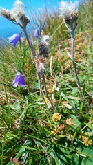 Antennaria carpatica