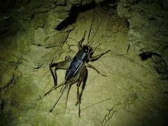 Teleogryllus