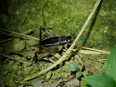 Teleogryllus