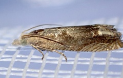 Eucosma conterminana